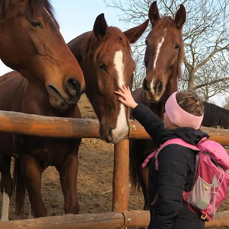 Robirtok Vendeghaz Farm stay Kosd